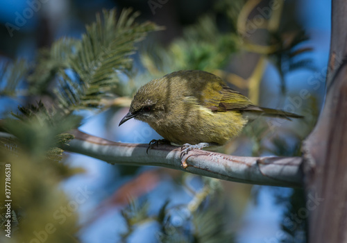 New Zealand Bellbird Korimako photo