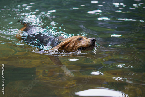 Perro beagle nadando en un lago durante una ruta de naturaleza trae un palo