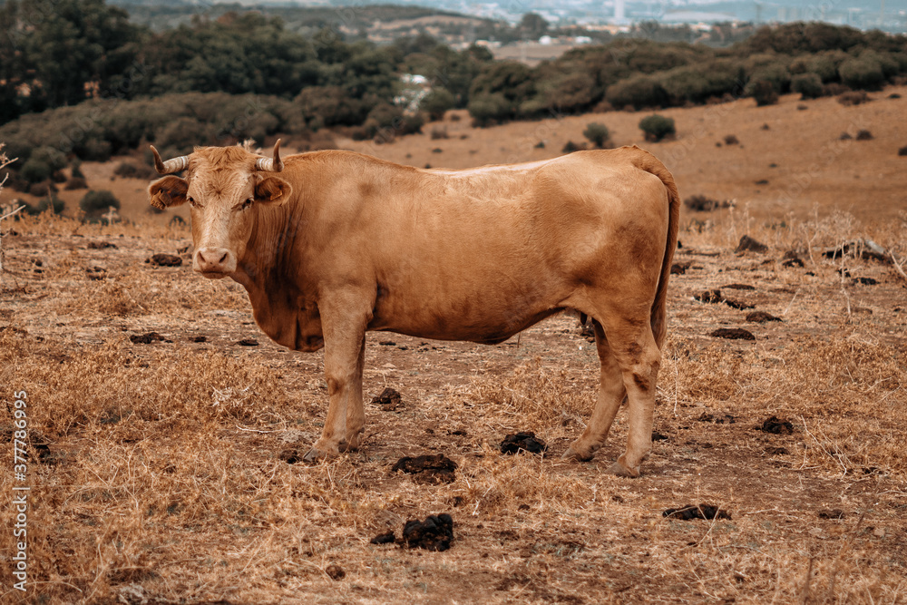 Campo natural abierto con montañas y padro de cardos con vacas retintas comiendo Campo natural abierto con montañas y padro de cardos con vacas retintas comiendo