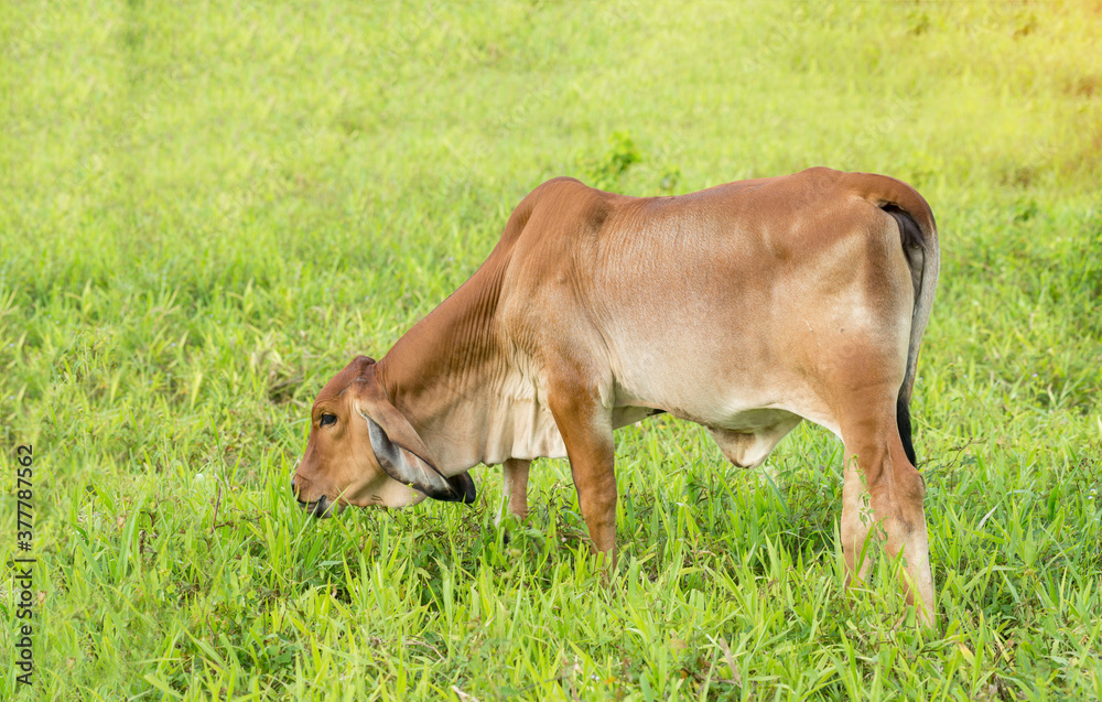 Cow feeding on a green summer pasture. Cow feeding on a green summer pasture.