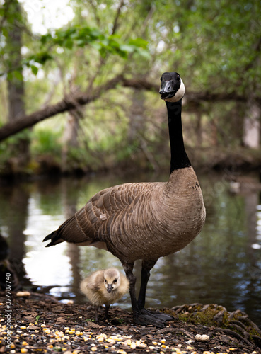 Mother goose with gosling on the shore of a pond
