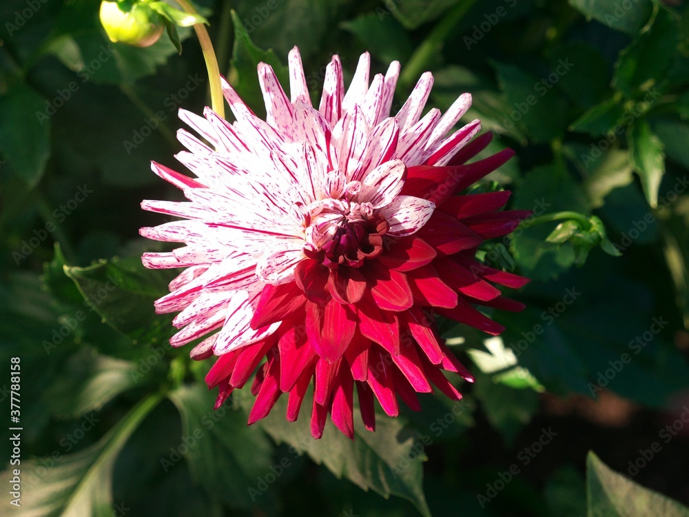 Halved geometric shape bloomed a red white dahlia with strong blurred background. Dahlia is a plant genus in the sunflower family Asteraceae. Many varieties are used as ornamental plants Halved geometric shape bloomed a red white dahlia with strong blurred background. Dahlia is a plant genus in the sunflower family Asteraceae. Many varieties are used as ornamental plants