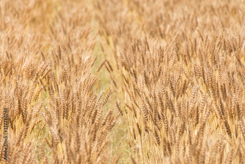 麦畑 © image360