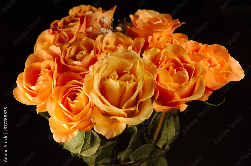 Peach colored Roses with Baby's Breath Peach colored Roses with Baby's Breath