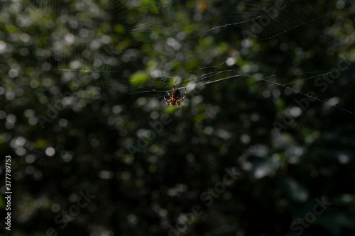 Pająk spider 