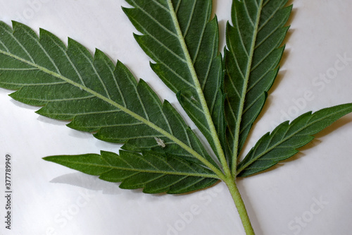 Εκτύπωση καμβά Aphid Cannabis 09
