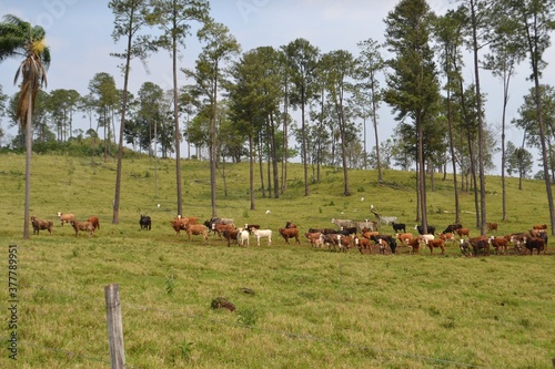 Chacra,  San Pedro, Misiones, Argentina photo