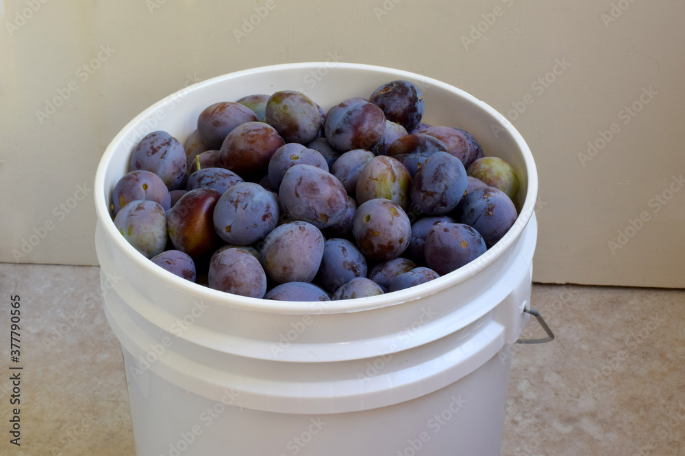 Obraz premium Bucket O Plums 04