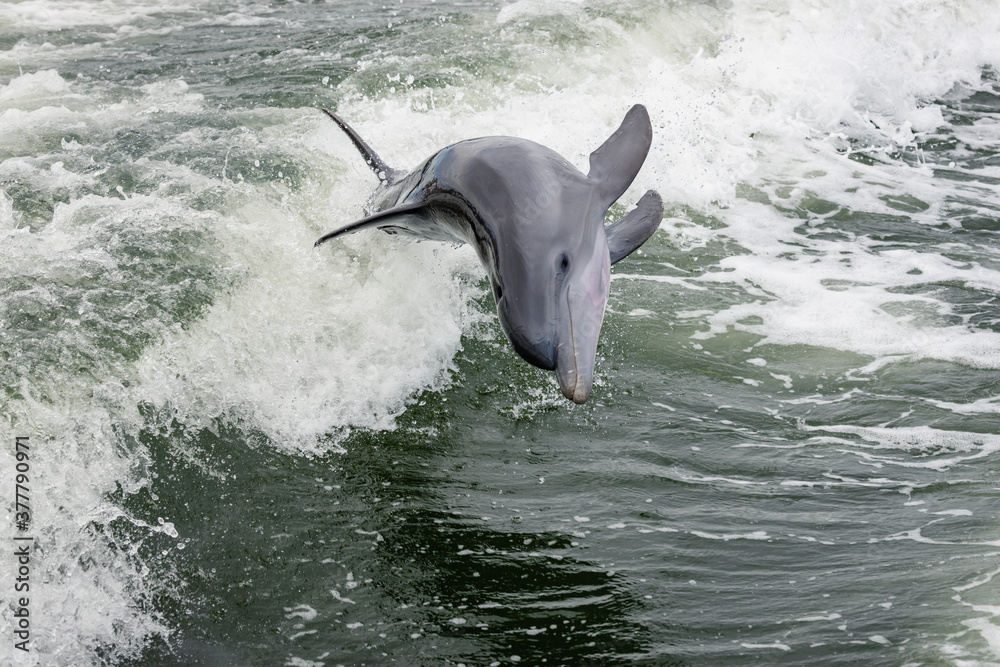 Obraz premium dolphin jumping out of water