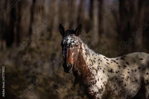 portrait of a horse