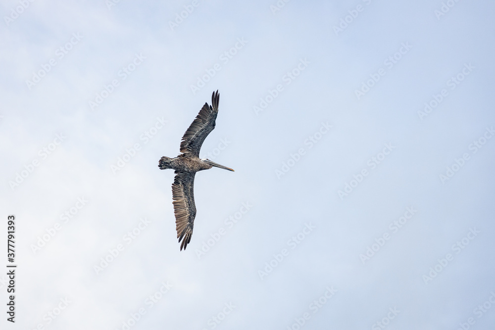 bird in flight bird in flight