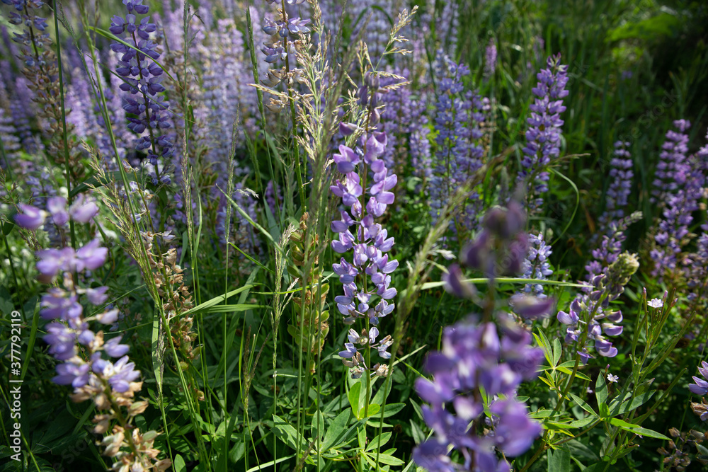 Obraz premium lavender field in region