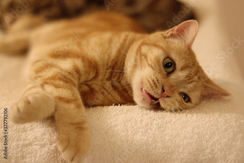 牙を出して寝転んで遊ぶ猫のアメリカンショートヘア American shorthair cat with fangs out and lying down to play.