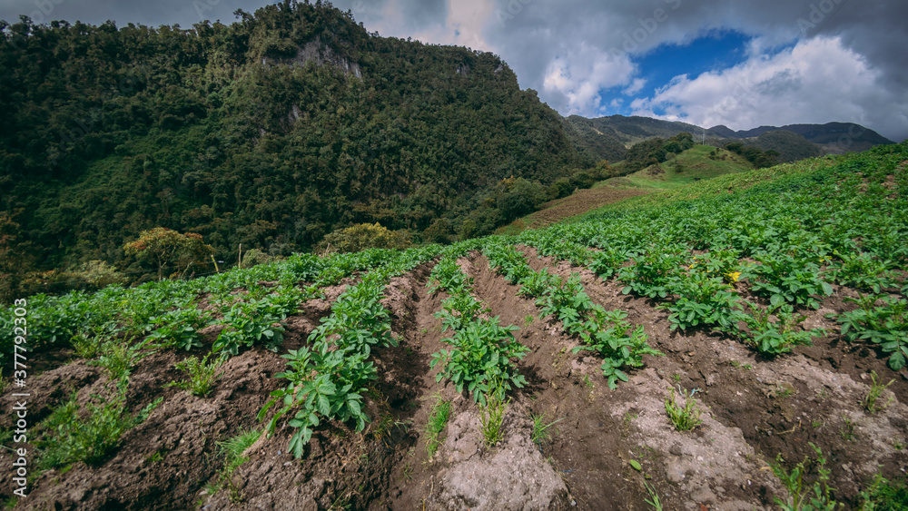 Photograph of a potato crop near Manizales Caldas Colombia. In the background a large rock.