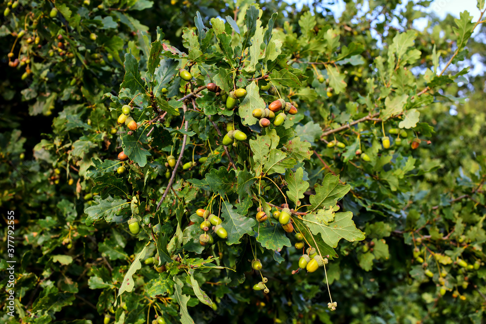 Acorn, fruit of oak, Quercus robur, Quercus pendunculata, many acorns on oak, Bavaria, Germany, Europe.. Acorn, fruit of oak, Quercus robur, Quercus pendunculata, many acorns on oak, Bavaria, Germany, Europe..