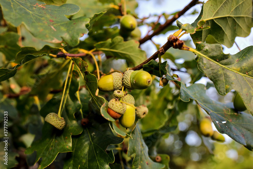 Acorn, fruit of oak, Quercus robur, Quercus pendunculata, Bavaria, Germany, Europe
