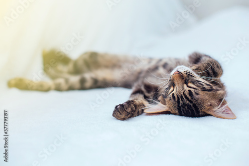 Little charcoal bengal kitty laying on the white background. © Smile