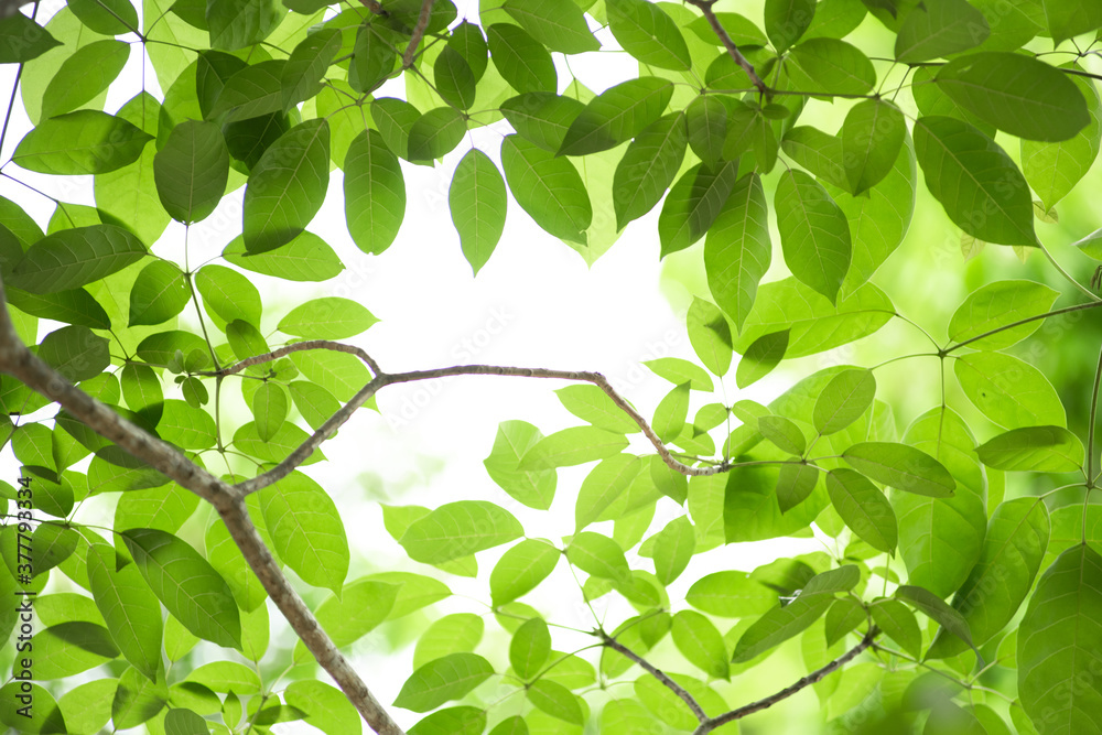 Closeup nature view of green leaf on blurred greenery background in garden with copy space using as background natural green plants landscape, ecology, fresh wallpaper concept. Closeup nature view of green leaf on blurred greenery background in garden with copy space using as background natural green plants landscape, ecology, fresh wallpaper concept.