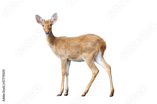 Brown deer standing isolate white background. photo