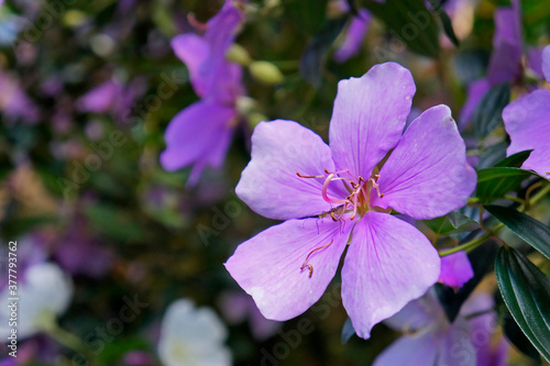 Silverleafed Princess flowers (Tibouchina Mutabilis) photo