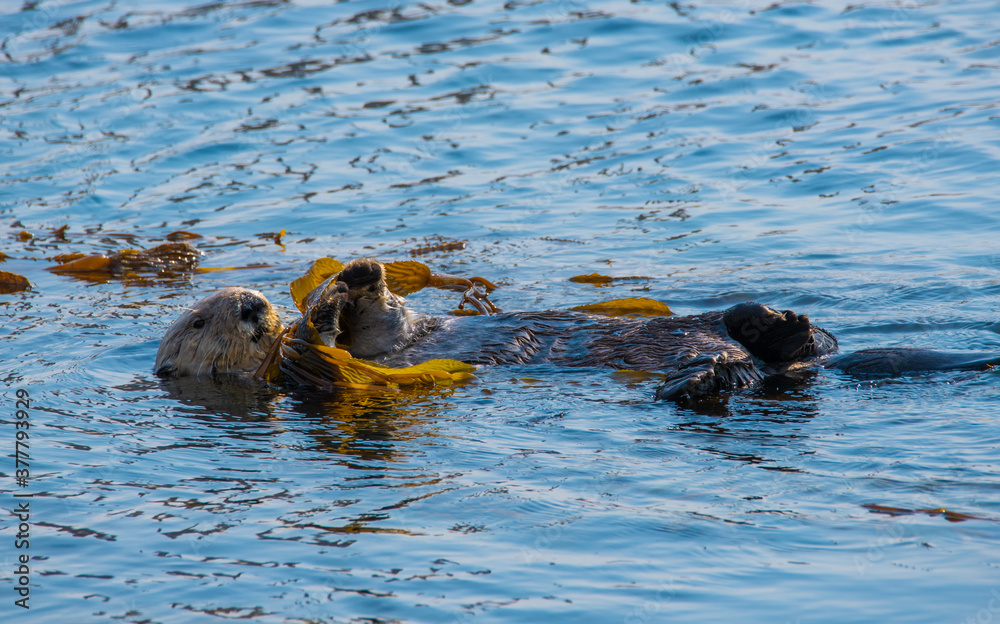 Obraz premium Sea otter resting near Morro rock on California coast