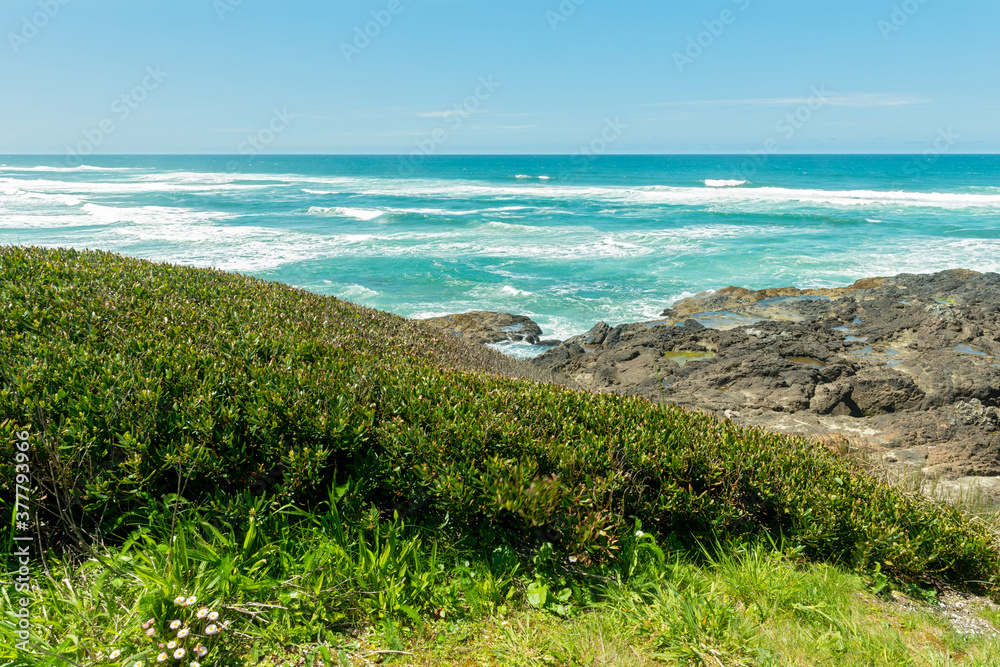 A thicket of plants along the Pacific Coast near Newport, Oregon, USA A thicket of plants along the Pacific Coast near Newport, Oregon, USA