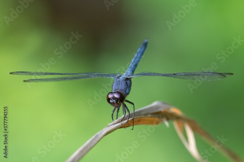 A male slaty skimmer (Libellula incesta). photo