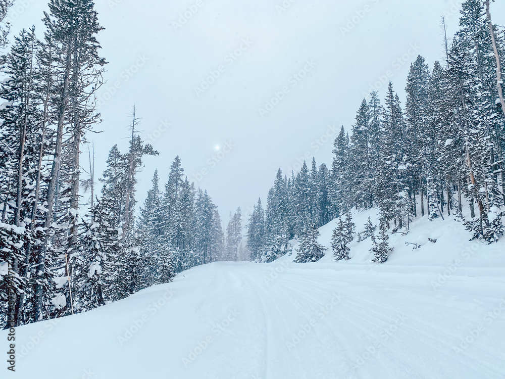 winter landscape with trees winter landscape with trees