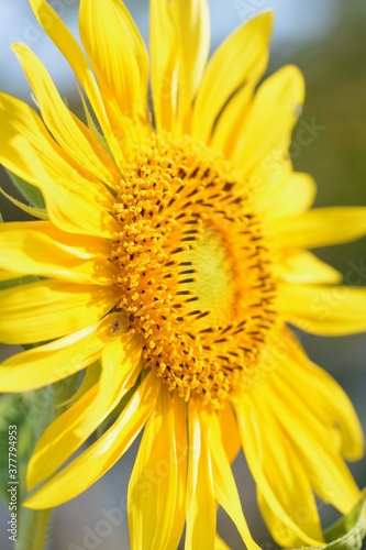 Seasonal background in summer   Sunflower