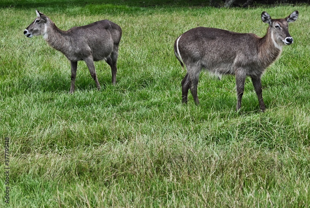 Two Kudu Facing Opposite Directions in Grassy Field Two Kudu Facing Opposite Directions in Grassy Field