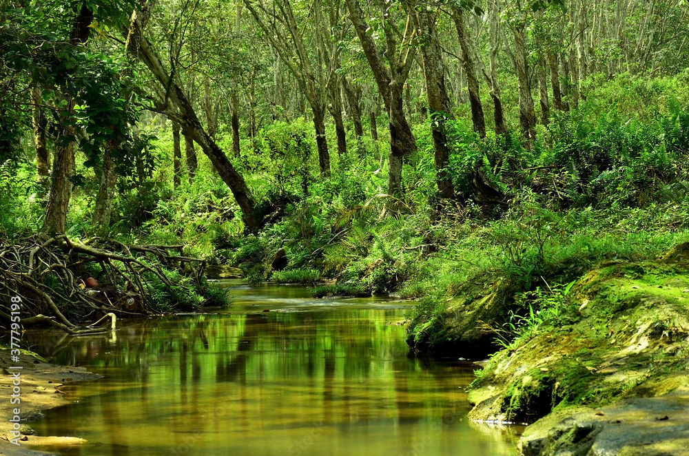 river in the rubber forest at Lampung Sumatera Indonesia river in the rubber forest at Lampung Sumatera Indonesia