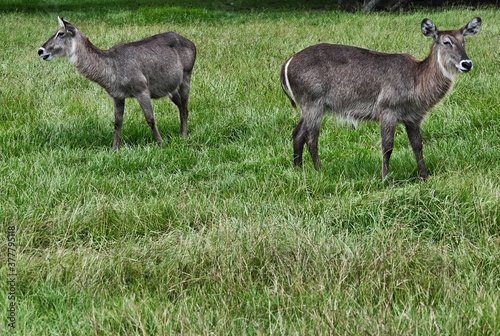 Two Kudu Facing Opposite Directions in Grassy Field