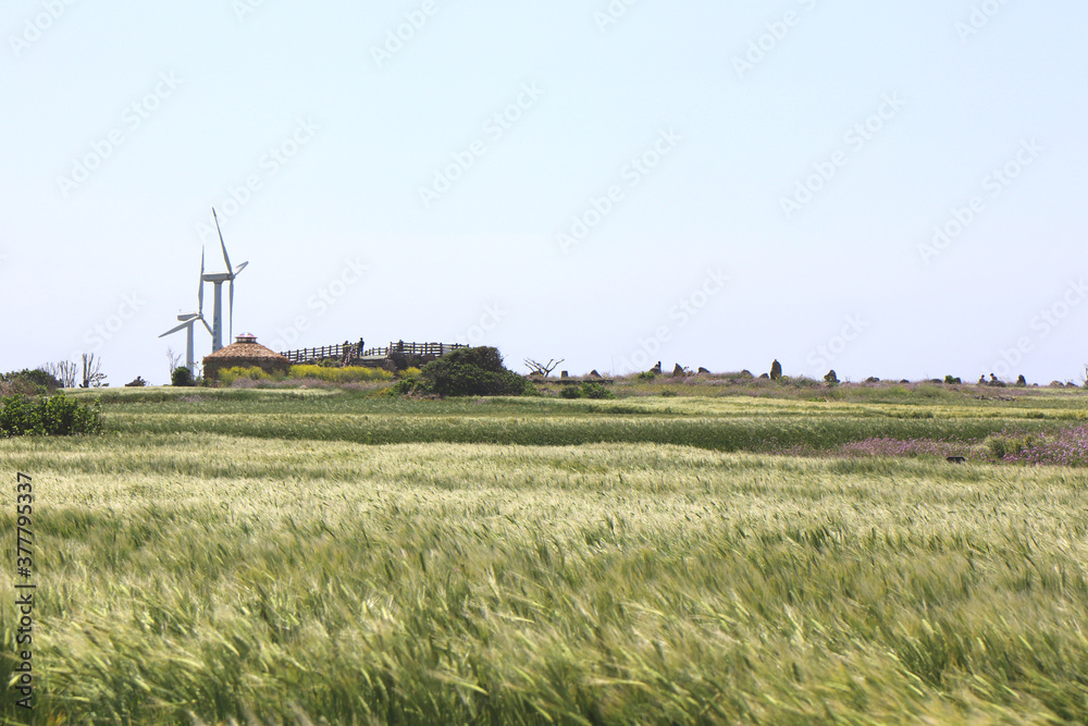 Fototapeta premium Green barley field in jeju island