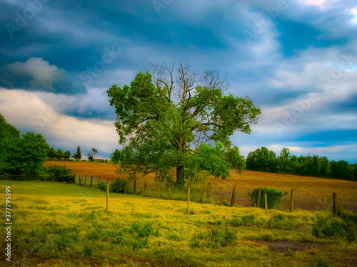 landscape with trees