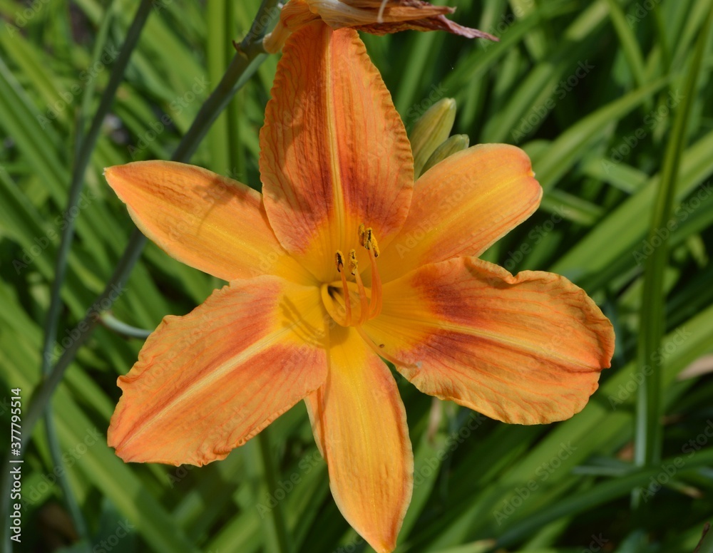 beautiful yellow lily growing in the garden on a summer day
beautiful yellow lily growing in the garden on a summer day