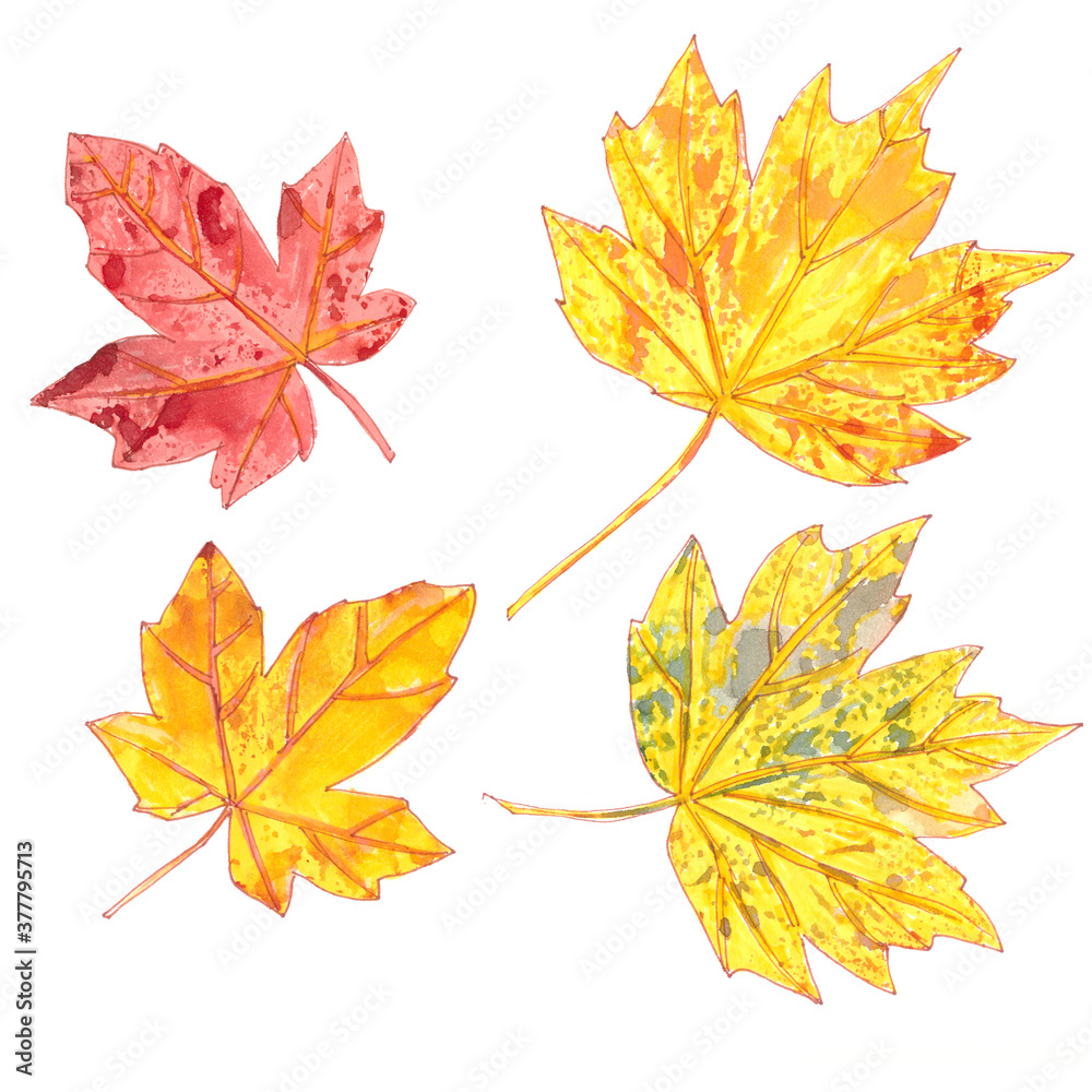 set of autumn watercolor maple leaves on a white background set of autumn watercolor maple leaves on a white background