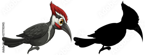 Woodpecker characters and its silhouette on white background