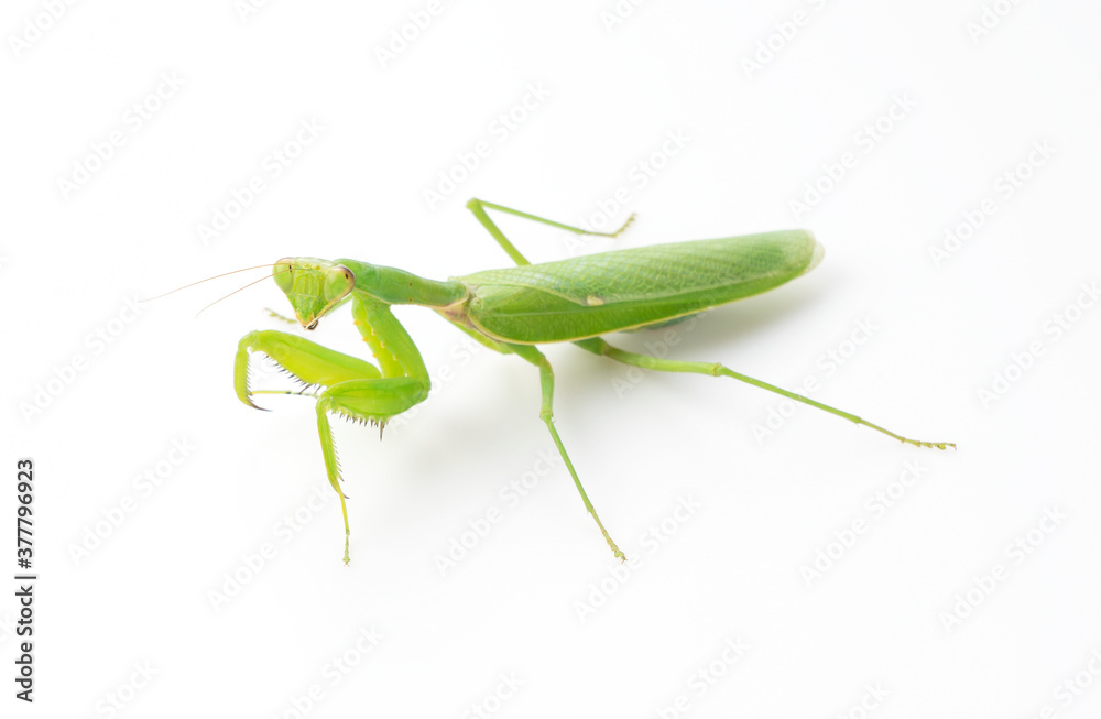 Praying mantis on a white background
