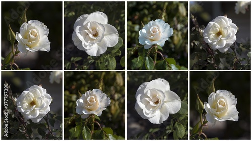 Lovely collage of stunningly magnificent romantic beautiful pure snow white Iceberg rose blooming in early spring  adds fragrant charm to the garden with its decorative  floribunda clustering habit . photo