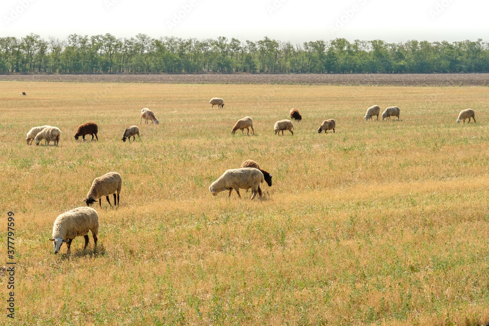 A flock of sheep grazes in the dry steppe. Hot sunny summer day. Traditional cattle breeding.