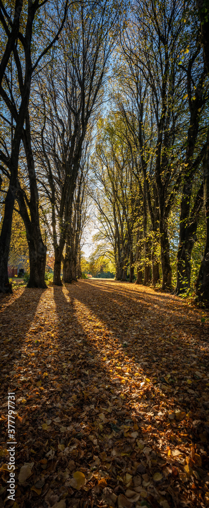 Avenue of trees in autumn, vertical panorama