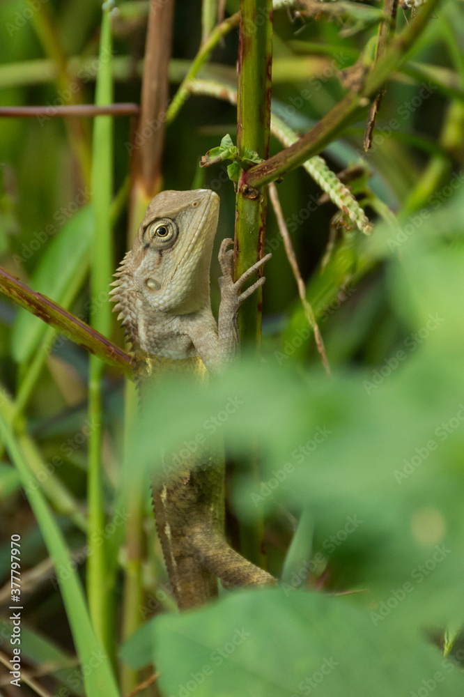 Obraz premium chameleon