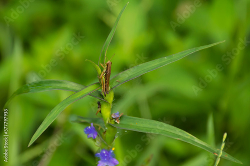 Grasshopper © Naushad