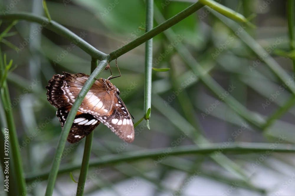 The symbiosis of mutualism between flowers and butterflies. Flowers need a butterfly insect