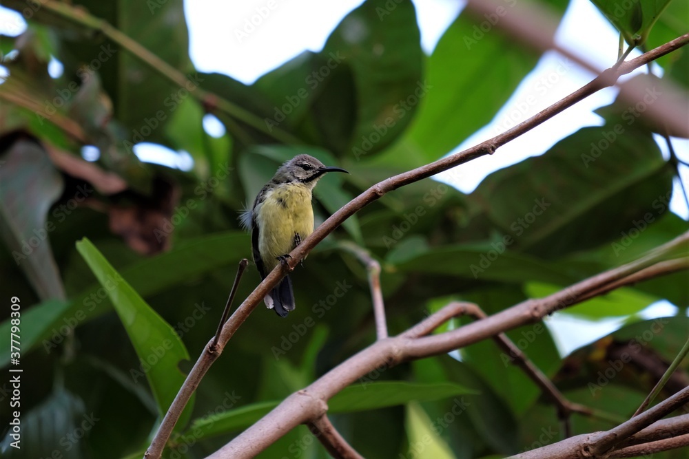 Fototapeta premium The olive-backed sunbird (Cinnyris jugularis), also known as the yellow-bellied sunbird, is a species of sunbird found from Southern Asia to Australia.