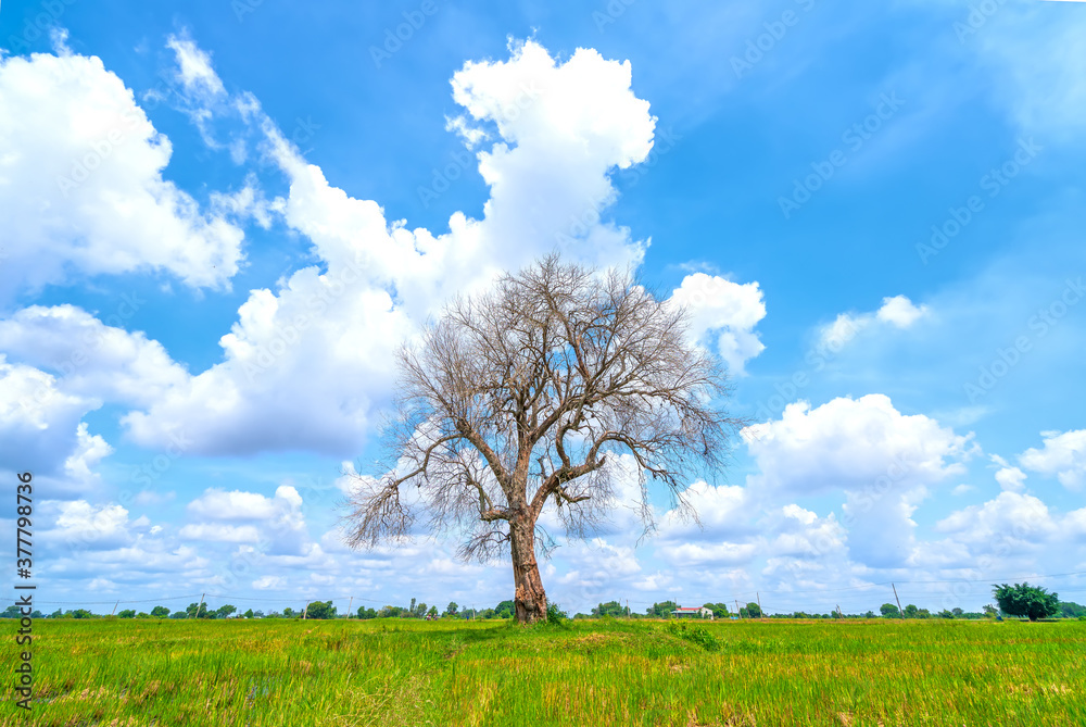 The silhouette of ancient Syzygium cumini tree on rice fields with sunny sky background in the countryside of Vietnam The silhouette of ancient Syzygium cumini tree on rice fields with sunny sky background in the countryside of Vietnam
