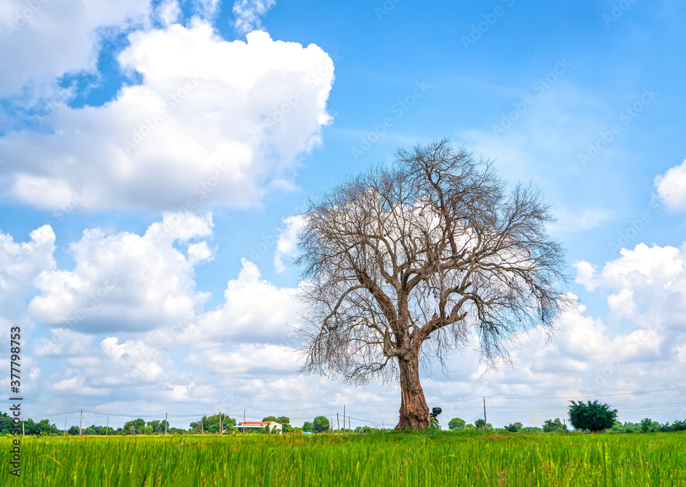 Obraz premium The silhouette of ancient Syzygium cumini tree on rice fields with sunny sky background in the countryside of Vietnam