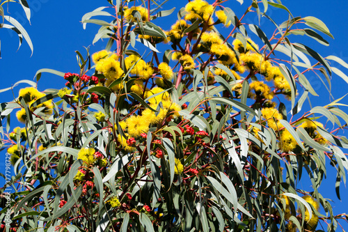Dainty ornamental West Australian  Illyarrie mallee tree eucalyptus  erythrocorys  in autumn bloom with red capped large buds opening to bright yellow flowers.