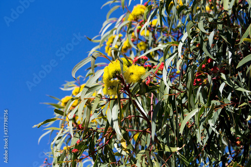 Dainty ornamental West Australian  Illyarrie mallee tree eucalyptus  erythrocorys  in autumn bloom with red capped large buds opening to bright yellow flowers.
