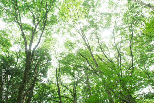 森の木々　愛知県豊田市　稲武地区　日本 © image360